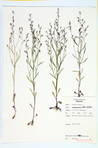 Brook Lobelia; Kalm's Lobelia; Ontario lobelia specimen